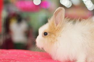 甜心兔最初爆料出来的视频,幕后真相大起底 第1张 甜心兔最初爆料出来的视频,幕后真相大起底 第1张